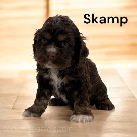 puppy, for, sale, Cocker Spaniel, Joe & Cherri  Overlease, dog, breeder, Miller, MO, dog-breeder, puppy-for-sale, forsale, nearby, find, puppyfind, locator, puppylocator, aca